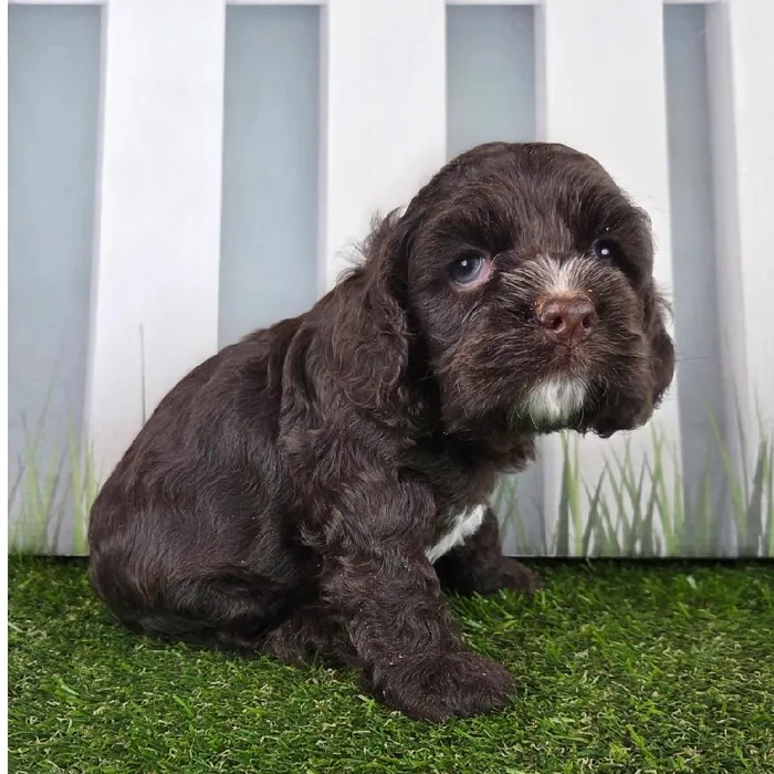 Male Cocker Spaniel Puppy for Sale in Schererville, IN