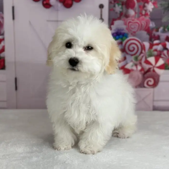 Male Coton-Poo Puppy for Sale in Schererville, IN