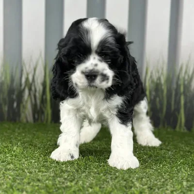 Male Cocker Spaniel Puppy for Sale in Indianapolis, IN