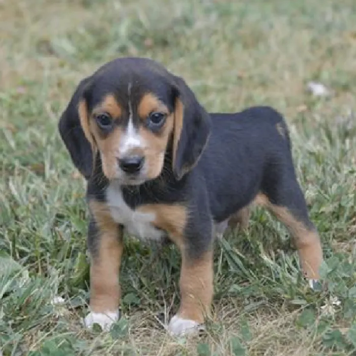 Male Beagle Puppy for Sale in Schererville, IN