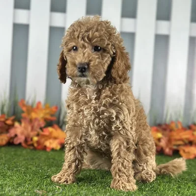 Female Miniature Goldendoodle Puppy for Sale in Indianapolis, IN