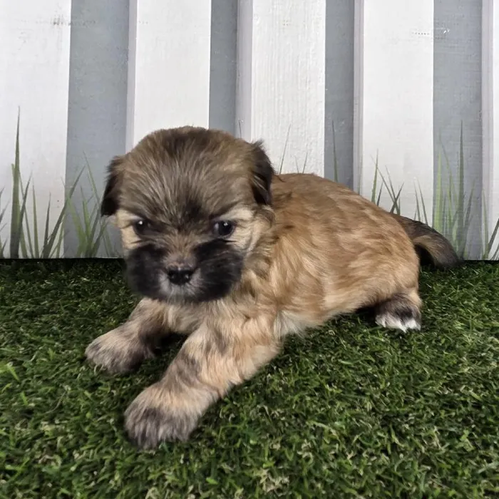 Female Lhasa Apso Puppy for Sale in Schererville, IN