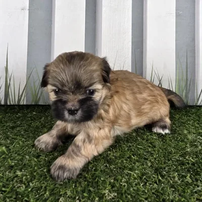 Female Lhasa Apso Puppy for Sale in Schererville, IN