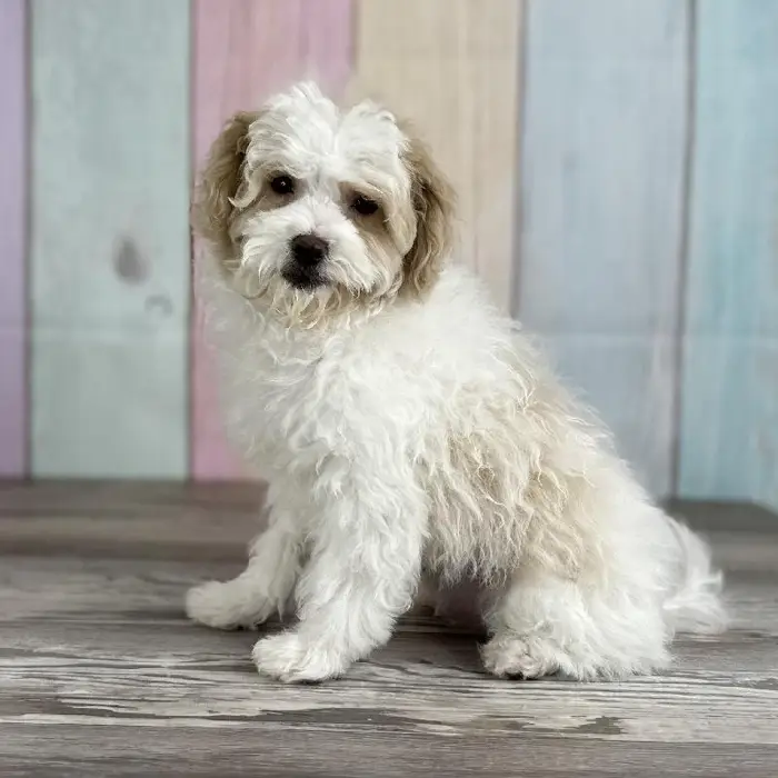 Male Maltipoo Puppy for Sale in Schererville, IN