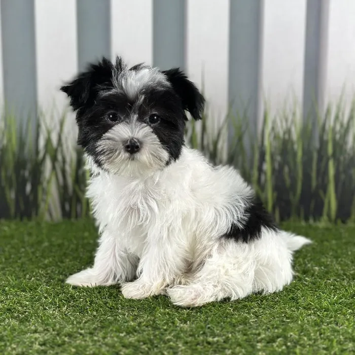 Female Morkie Puppy for Sale in Indianapolis, IN