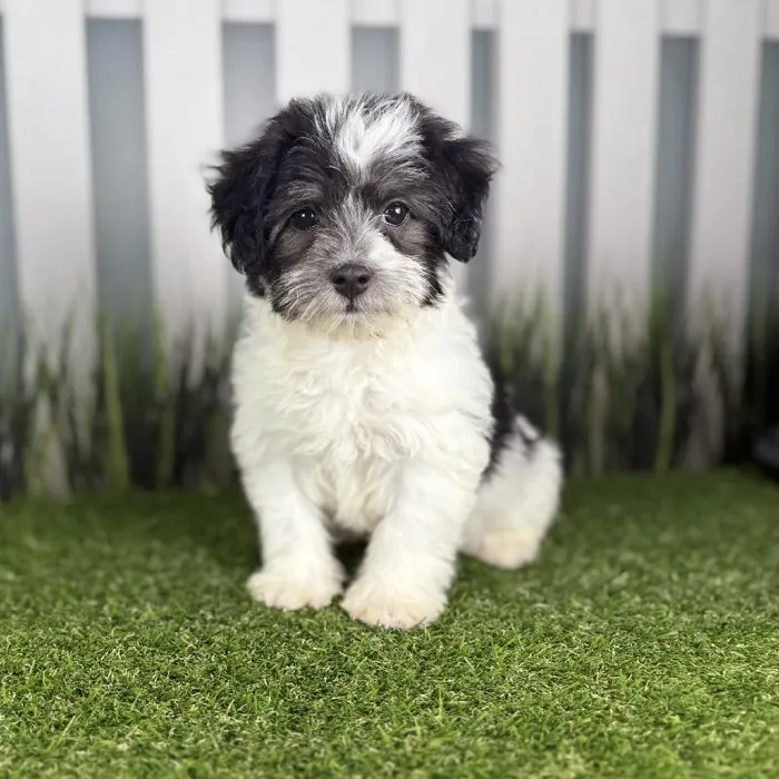 Female Havanese Puppy for Sale in Indianapolis, IN