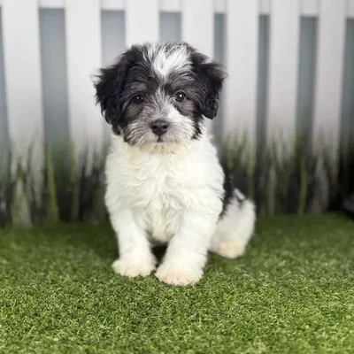Female Havanese Puppy for Sale in Indianapolis, IN