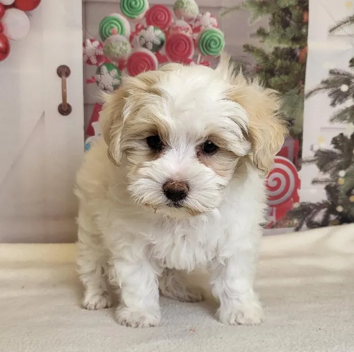 Female Maltipoo Puppy for Sale in Schererville, IN