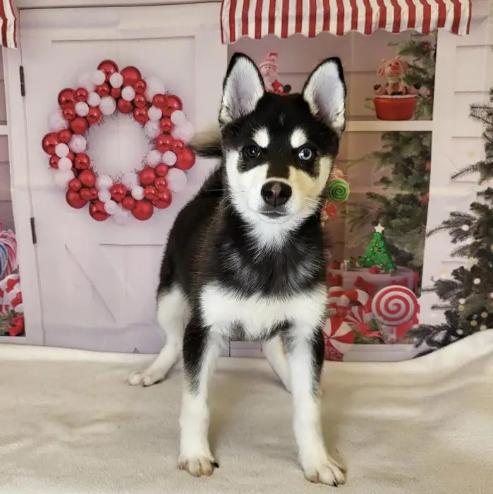 Male Alaskan Klee Kai Puppy for Sale in Schererville, IN