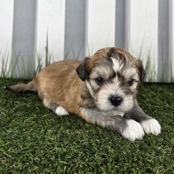 Male Lhasa Apso Puppy for Sale in Schererville, IN