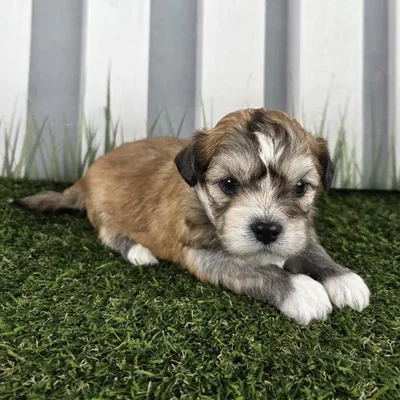 Male Lhasa Apso Puppy for Sale in Schererville, IN