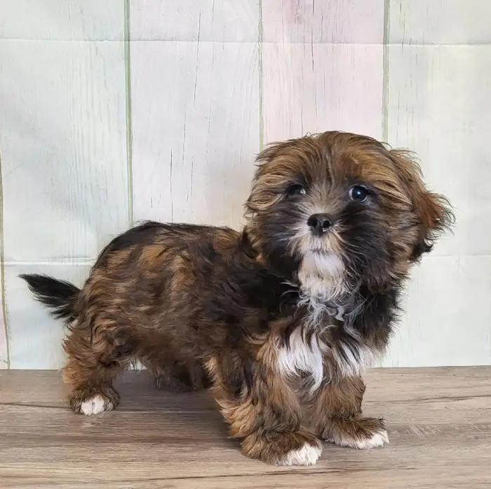Male Lhasa Apso Puppy for Sale in Schererville, IN