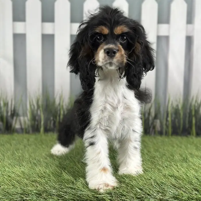 Female Cocker Spaniel Puppy for Sale in Schererville, IN