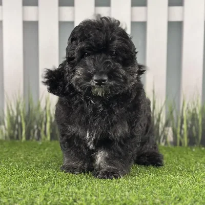 Male Miniature Goldendoodle Puppy for Sale in Indianapolis, IN