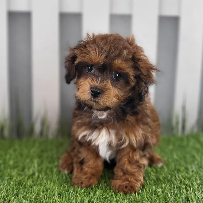 Male ShihPoo Puppy for Sale in Schererville, IN