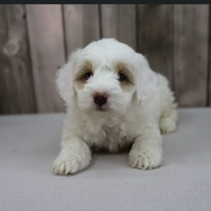 Male Miniature Goldendoodle Puppy for Sale in Schererville, IN