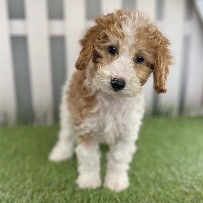 Female Miniature Goldendoodle Puppy for Sale in Schererville, IN