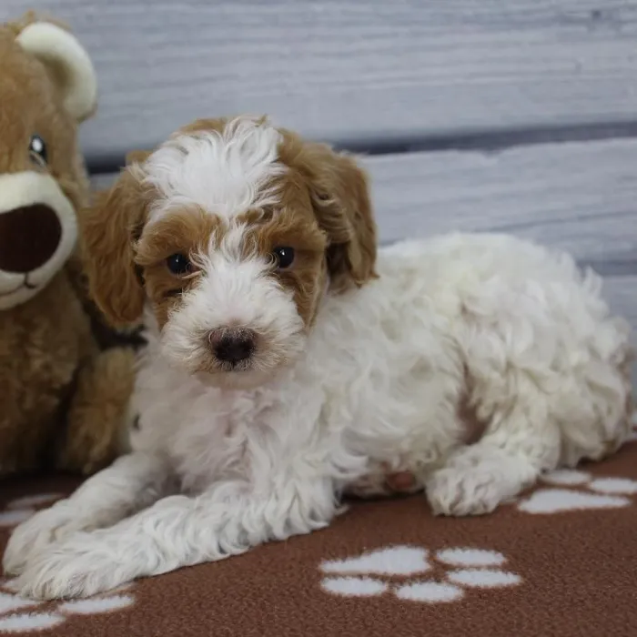 Female Toy Poodle Puppy for Sale in Schererville, IN
