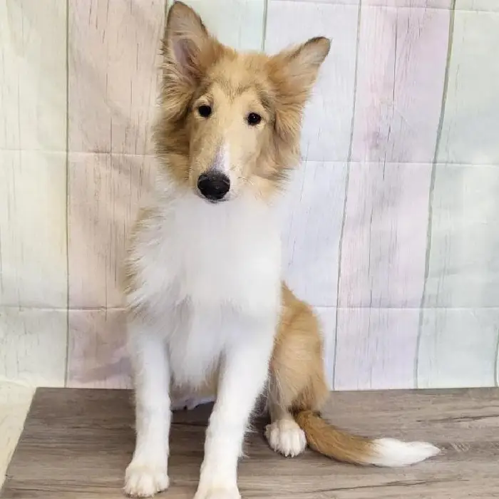 Male Collie Puppy for Sale in Indianapolis, IN