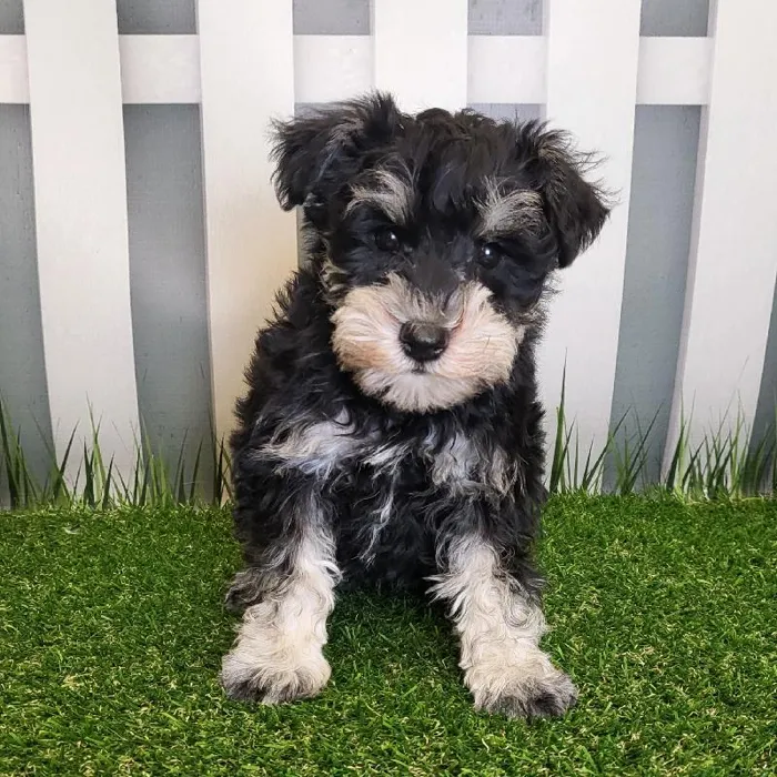 Male Miniature Schnauzer Puppy for Sale in Schererville, IN
