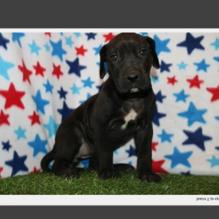 Female Great Dane Puppy for Sale in Indianapolis, IN