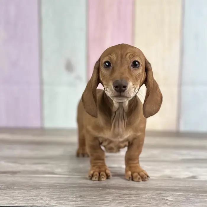 Male Miniature Dachshund Puppy for Sale in Indianapolis, IN