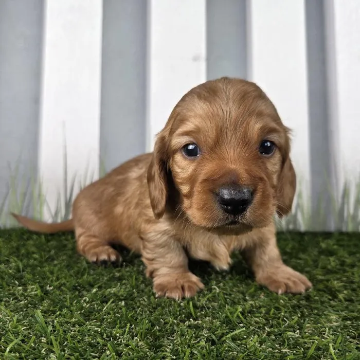 Male Miniature Dachshund Puppy for Sale in Schererville, IN