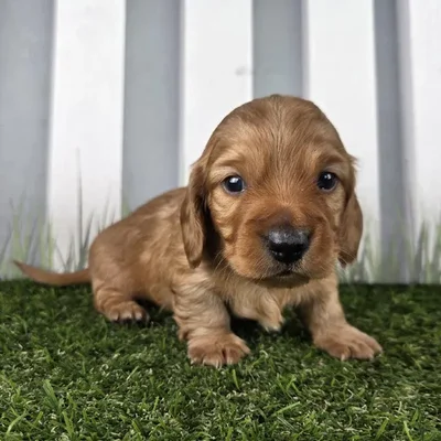 Male Miniature Dachshund Puppy for Sale in Schererville, IN