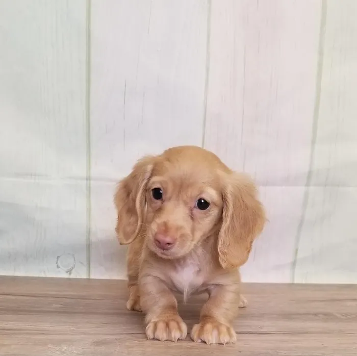 Female Miniature Dachshund Puppy for Sale in Schererville, IN