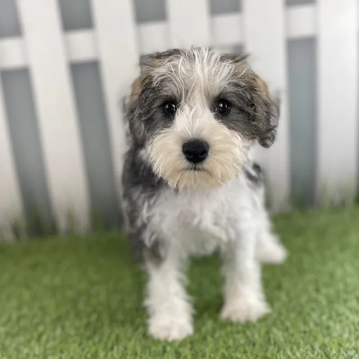 Male Miniature Schnauzer Puppy for Sale in Schererville, IN