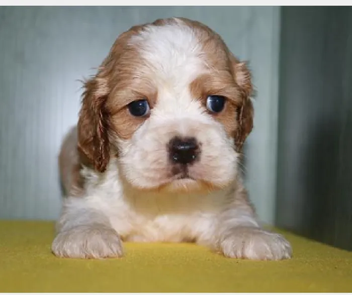 Male Cocker Spaniel Puppy for Sale in Schererville, IN