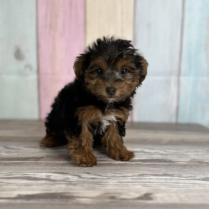Female Yorkie-Poo Puppy for Sale in Indianapolis, IN