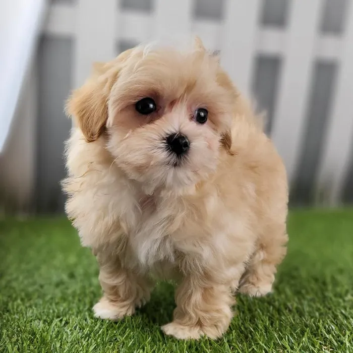 Male Maltipoo Puppy for Sale in Schererville, IN