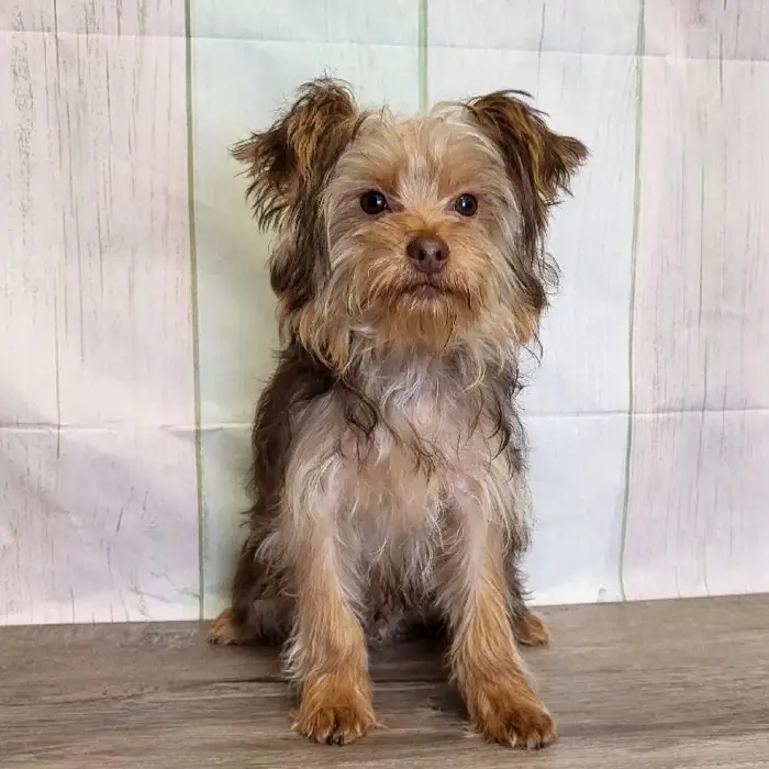 Male Yorkshire Terrier Puppy for Sale in Schererville, IN