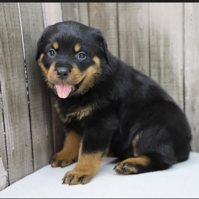 Male Rottweiler Puppy for Sale in Schererville, IN