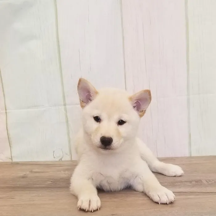 Female Shiba Inu Puppy for Sale in Schererville, IN