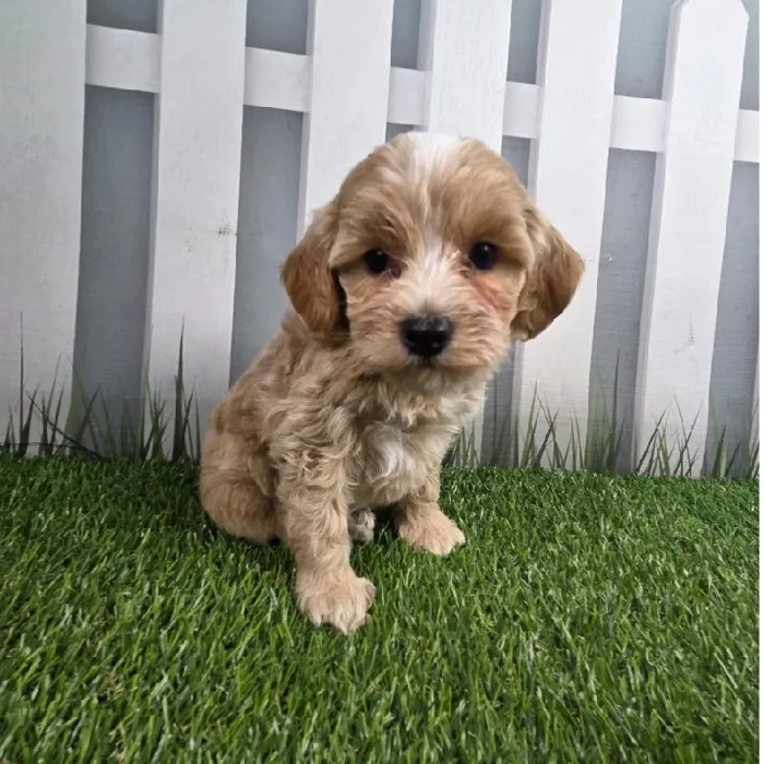 Female Coton-Poo Puppy for Sale in Schererville, IN