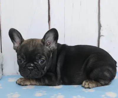 Female French Bulldog Puppy for Sale in Schererville, IN