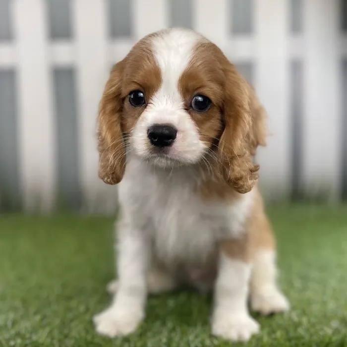 Male Cavalier King Charles Spaniel Puppy for Sale in Schererville, IN