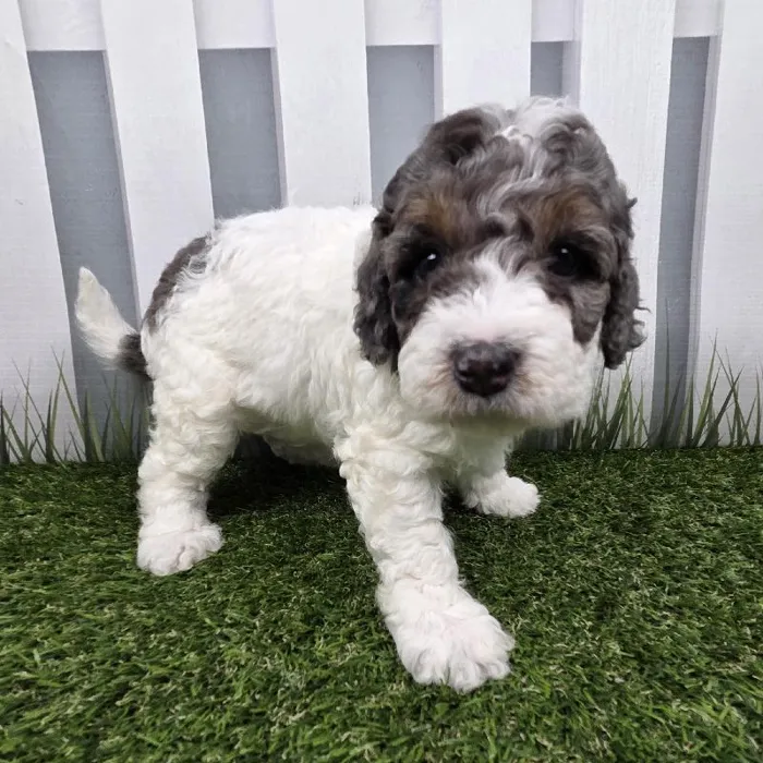Female Miniature Bernedoodle Puppy for Sale in Schererville, IN