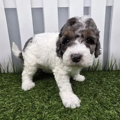 Female Miniature Bernedoodle Puppy for Sale in Schererville, IN