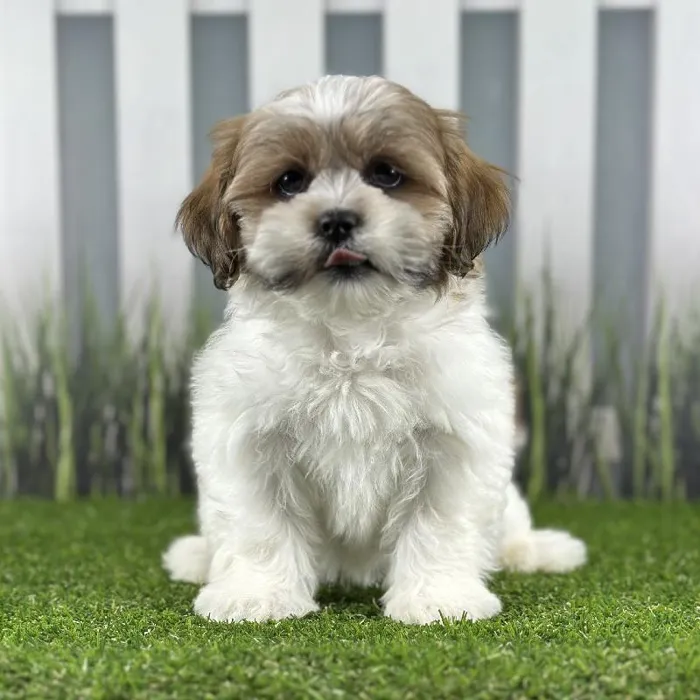 Female Lhasa Apso Puppy for Sale in Indianapolis, IN