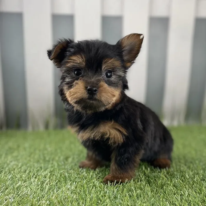Male Yorkshire Terrier Puppy for Sale in Schererville, IN