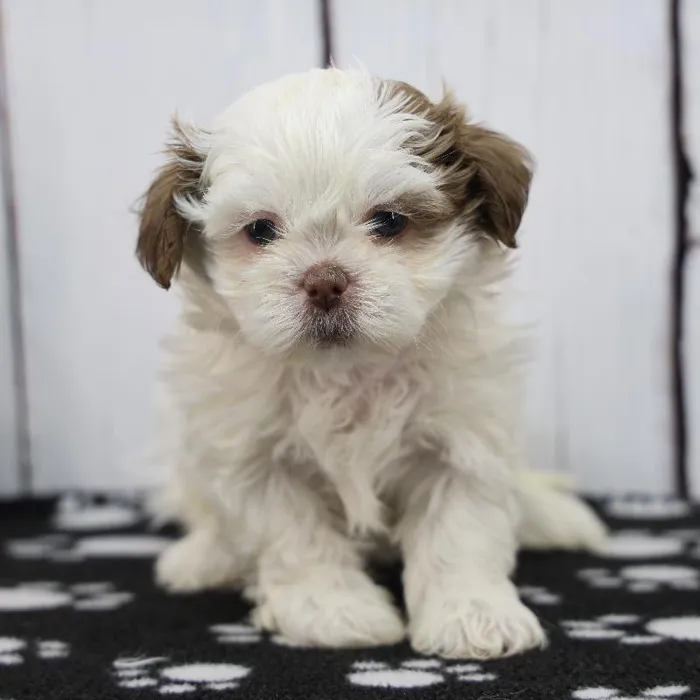 Female Shih Tzu Puppy for Sale in Indianapolis, IN