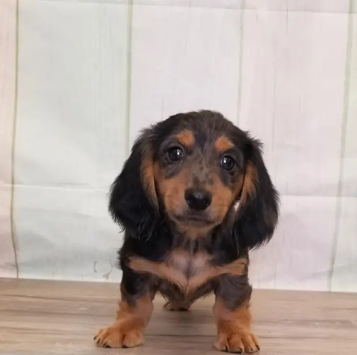 Female Miniature Dachshund Puppy for Sale in Schererville, IN