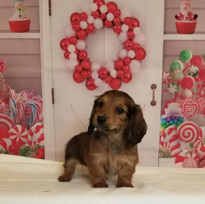 Female Miniature Dachshund Puppy for Sale in Schererville, IN