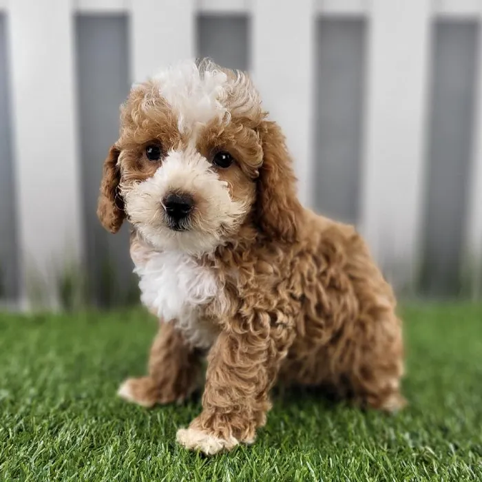 Male Toy Goldendoodle Puppy for Sale in Schererville, IN