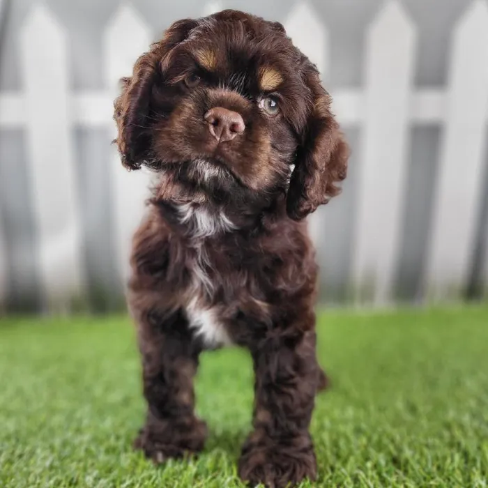 Male Cocker Spaniel Puppy for Sale in Schererville, IN