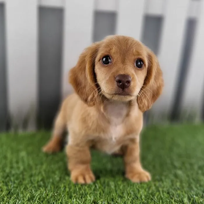 Female Miniature Dachshund Puppy for Sale in Schererville, IN