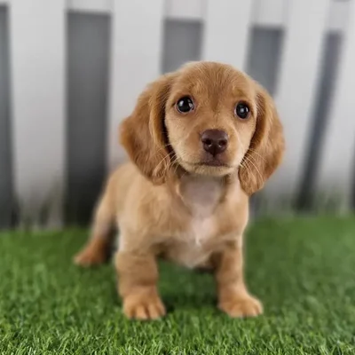 Female Miniature Dachshund Puppy for Sale in Schererville, IN